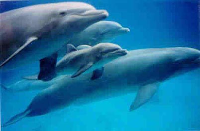 bébé dauphin