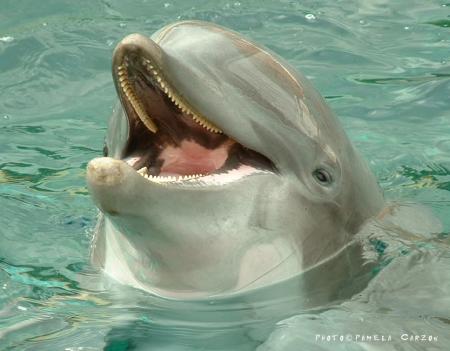 le son du dauphin