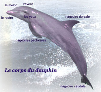 Partie externe du dauphin