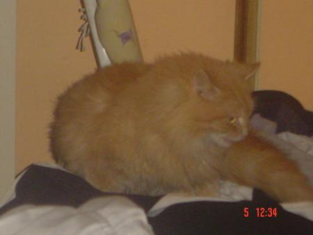 mon chat